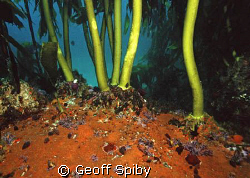 kelp stalks attaching to a colourful reef, False Bay, Cap... by Geoff Spiby 